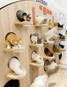 地下吸猫场所是干嘛的_警惕非法猫色会所，健康养宠选正规渠道