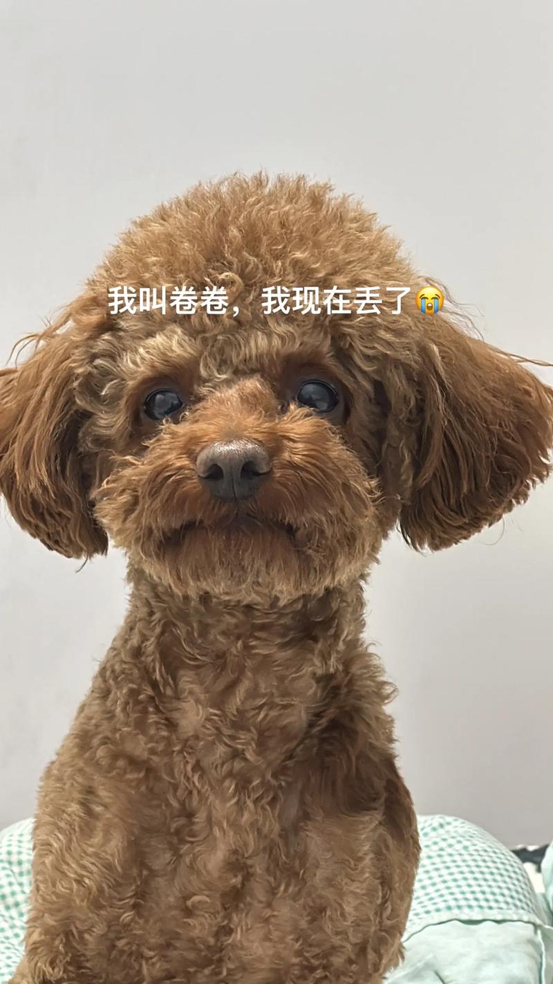长得像泰迪的卷毛狗_泰迪犬外貌相似犬种大盘点 长得像泰迪的卷毛狗_泰迪犬外貌相似犬种大盘点