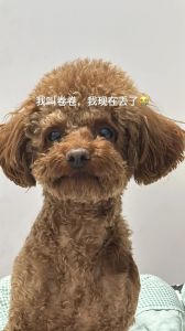 长得像泰迪的卷毛狗_泰迪犬外貌相似犬种大盘点