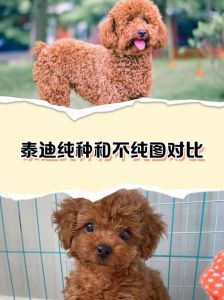 灰泰迪好还是比熊好_选活泼还是安静？