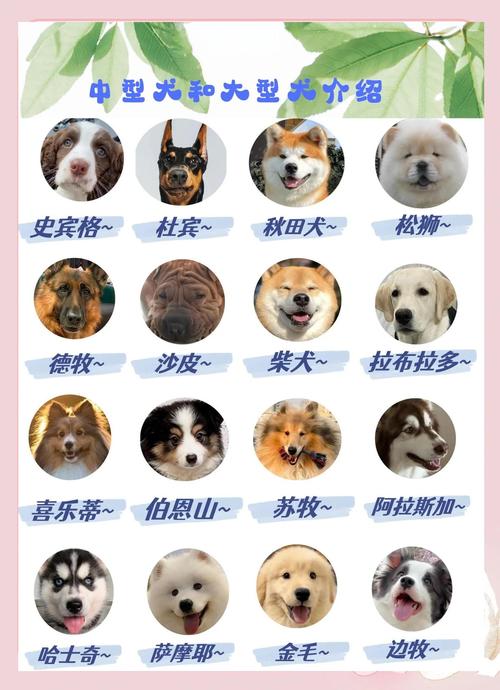 养大型犬要注意什么_运动食物清洁费用破坏全考虑 养大型犬要注意什么_运动食物清洁费用破坏全考虑