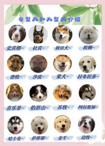 养大型犬要注意什么_运动食物清洁费用破坏全考虑