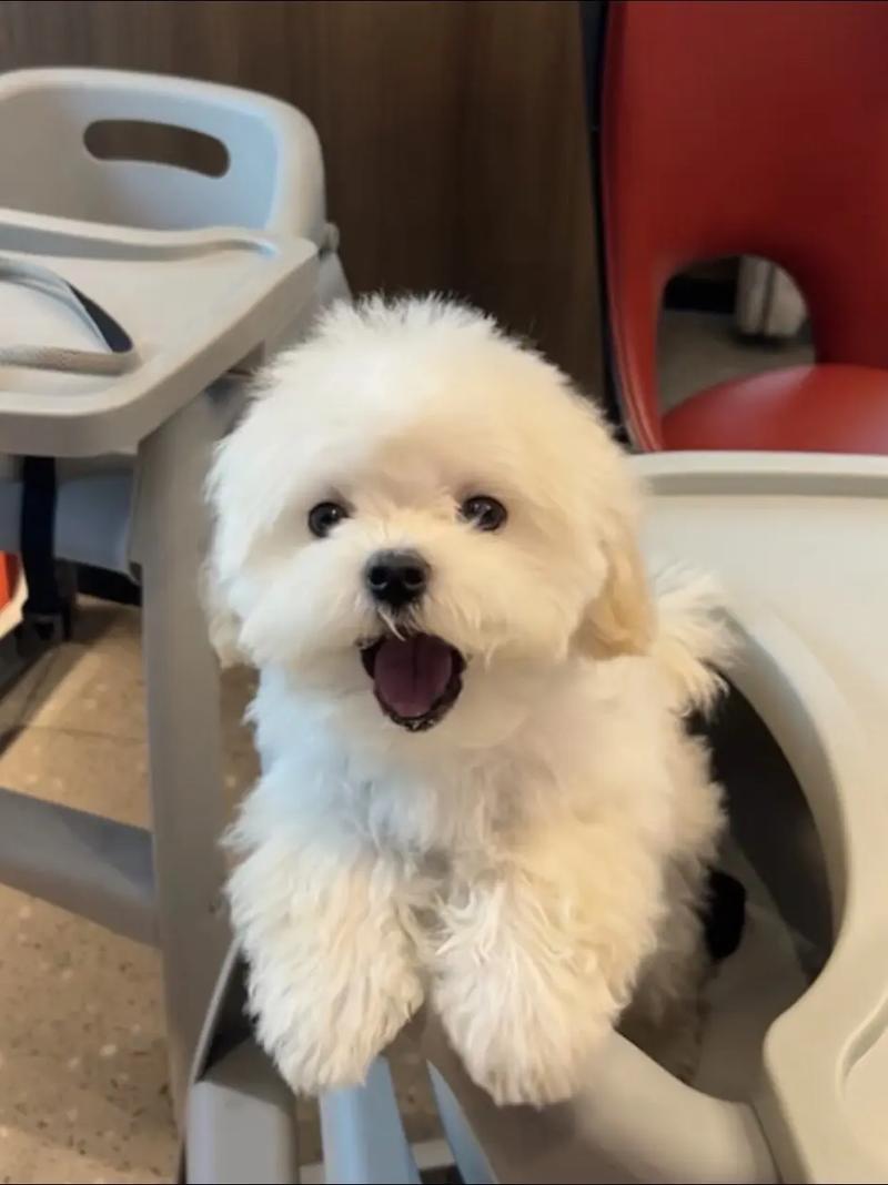 长得像泰迪但是白色_纯白可爱,聪明粘人,需细心护理 长得像泰迪但是白色_纯白可爱,聪明粘人,需细心护理