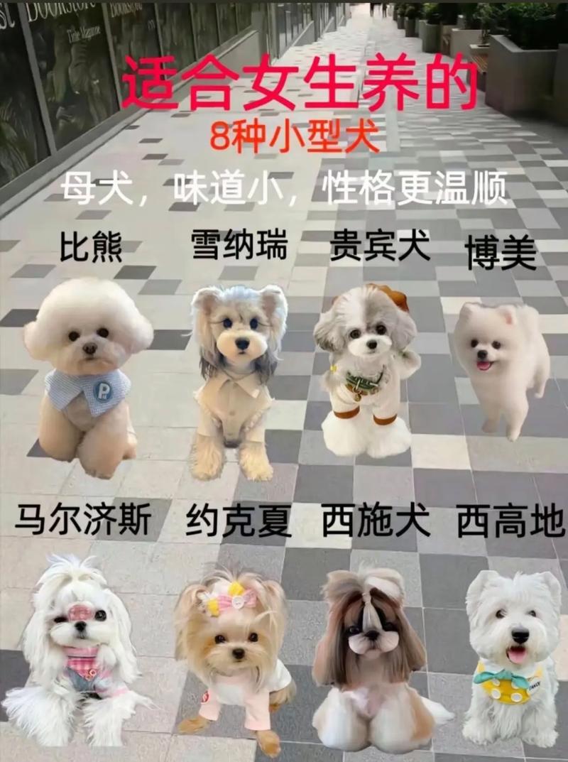 72种名犬小型犬_聪明温顺,城市生活好伴侣 72种名犬小型犬_聪明温顺,城市生活好伴侣