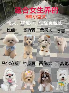 72种名犬小型犬_聪明温顺，城市生活好伴侣