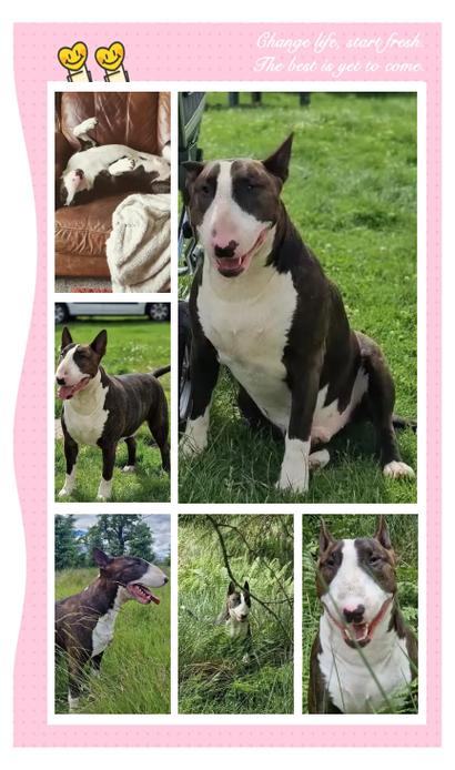 长得像牛头梗的卷毛狗_警惕!牛头梗混血犬别买错,凶猛犬种不适合家养 长得像牛头梗的卷毛狗_警惕!牛头梗混血犬别买错,凶猛犬种不适合家养