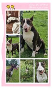 长得像牛头梗的卷毛狗_警惕！牛头梗混血犬别买错，凶猛犬种不适合家养