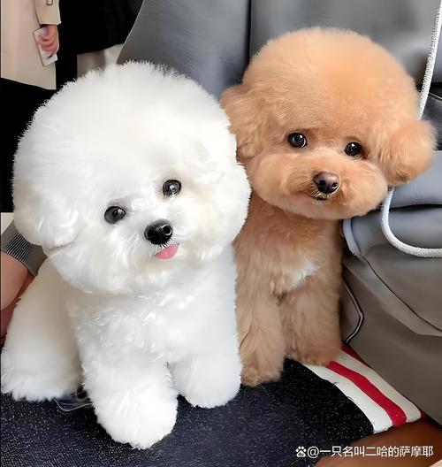 和贵宾犬很像的狗_比熊泰迪马尔济斯外貌相似,性格各异,选犬时注意 和贵宾犬很像的狗_比熊泰迪马尔济斯外貌相似,性格各异,选犬时注意