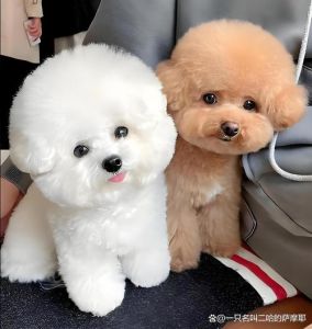 和贵宾犬很像的狗_比熊泰迪马尔济斯外貌相似，性格各异，选犬时注意
