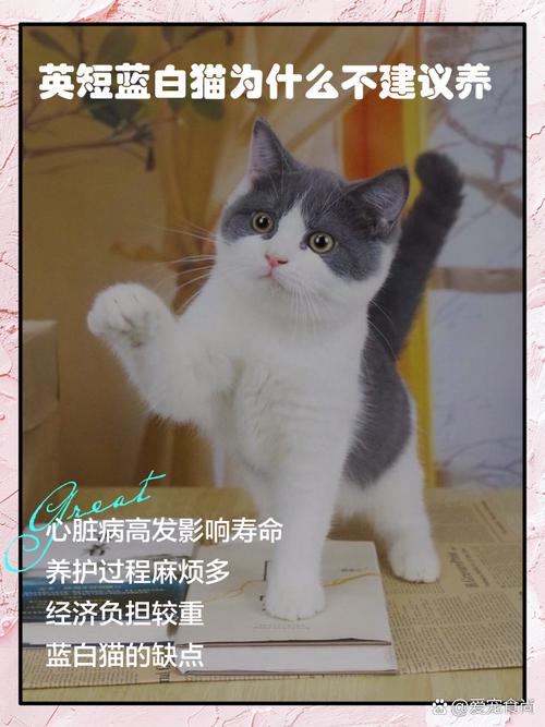 蓝白猫为什么不建议养_警惕!蓝白猫美丽却贵养难,健康性格双难题 蓝白猫为什么不建议养_警惕!蓝白猫美丽却贵养难,健康性格双难题