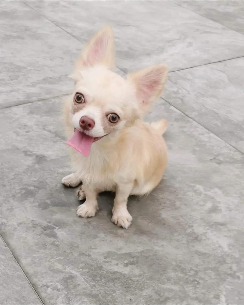 米白色毛肉色鼻子的狗_温顺友好的米白色拉布拉多,家庭理想伴侣 米白色毛肉色鼻子的狗_温顺友好的米白色拉布拉多,家庭理想伴侣