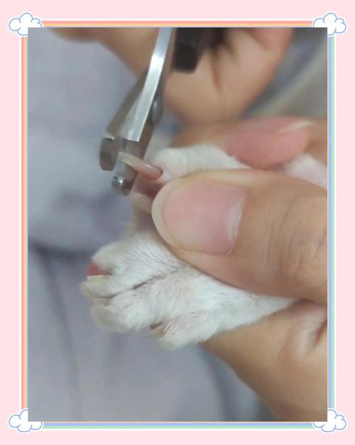 强行给猫剪指甲会恨你吗_猫咪剪指甲的正确方法 强行给猫剪指甲会恨你吗_猫咪剪指甲的正确方法