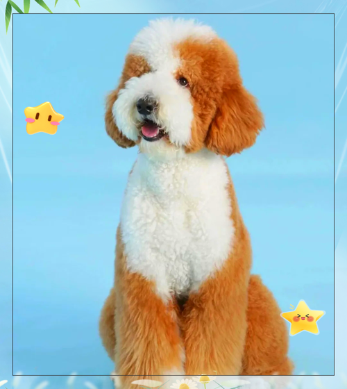 像贵宾犬的那种狗_泰迪比熊茶杯犬巨型贵宾等 像贵宾犬的那种狗_泰迪比熊茶杯犬巨型贵宾等