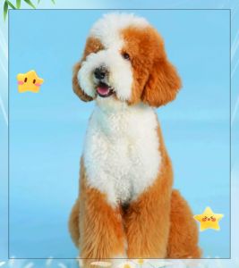 像贵宾犬的那种狗_泰迪比熊茶杯犬巨型贵宾等