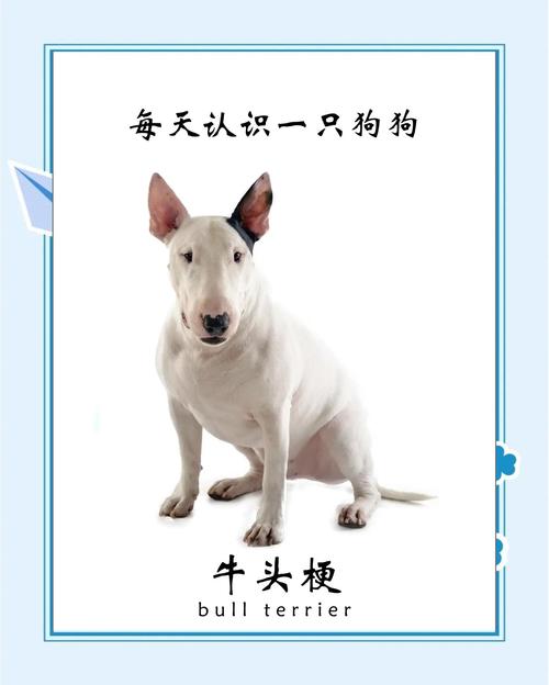 脸型像牛头梗但毛很长是什么狗_牛头梗与长毛犬结合？