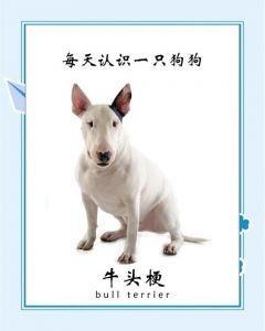 脸型像牛头梗但毛很长是什么狗_牛头梗与长毛犬结合？