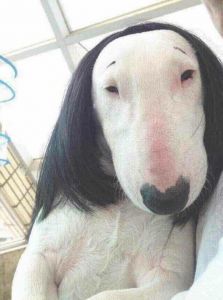 像林永健的名犬_牛头梗像林永健？竟比孙红雷还像？