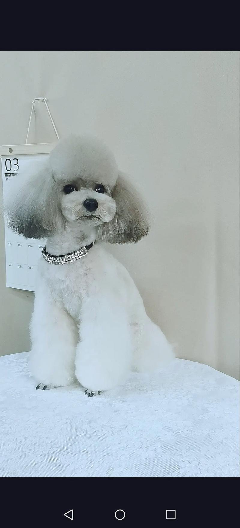 灰泰迪和白泰迪能生出什么颜色_灰白泰迪后代颜色难预测,繁殖选健康亲本! 灰泰迪和白泰迪能生出什么颜色_灰白泰迪后代颜色难预测,繁殖选健康亲本!