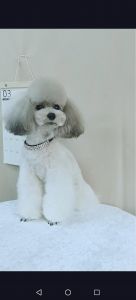 灰泰迪和白泰迪能生出什么颜色_灰白泰迪后代颜色难预测，繁殖选健康亲本！