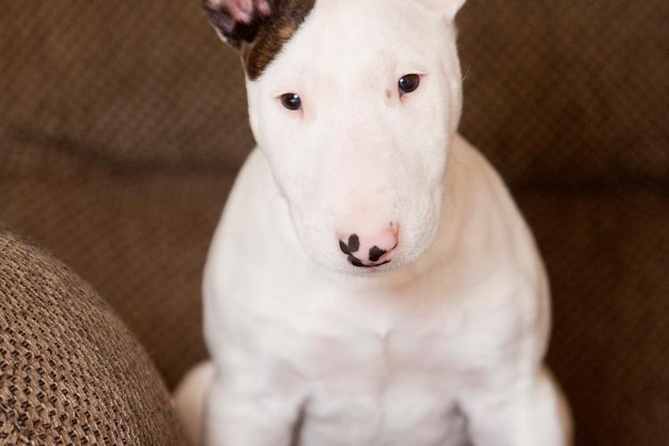 老燕子和牛头梗是谁_娱乐圈老燕子牛头梗啥意思? 老燕子和牛头梗是谁_娱乐圈老燕子牛头梗啥意思?