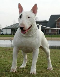 像卷毛牛头梗的是什么狗_梗类犬演变