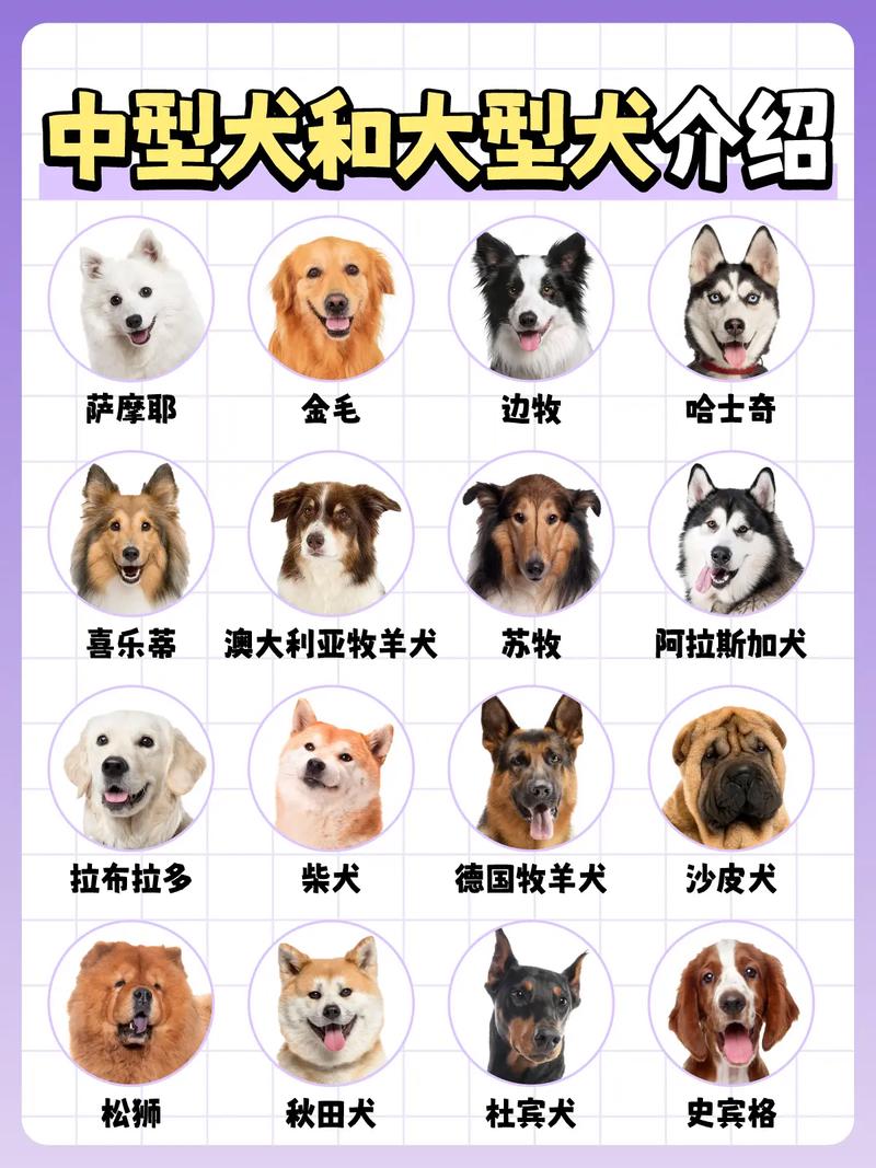 犬狗獒梗的区别_古时混用,狗多指小型守护犬 犬狗獒梗的区别_古时混用,狗多指小型守护犬