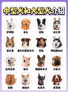 犬狗獒梗的区别_古时混用，狗多指小型守护犬