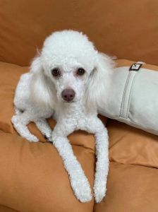 白毛泰迪是什么品种_贵宾变种，低敏不掉毛，需打理