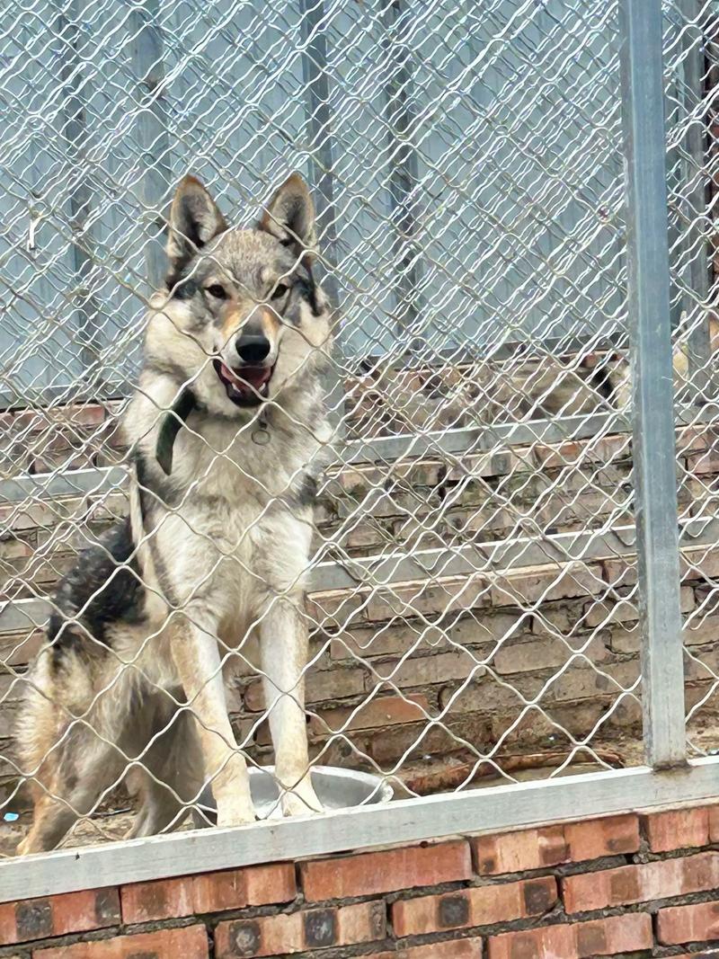 捷克狼犬为什么不建议养_忠诚护主但难训,禁养城市需谨慎 捷克狼犬为什么不建议养_忠诚护主但难训,禁养城市需谨慎