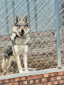 捷克狼犬为什么不建议养_忠诚护主但难训，禁养城市需谨慎