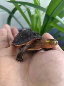 黄缘龟繁殖到多少年龄不能繁殖了_年龄环境与注意事项