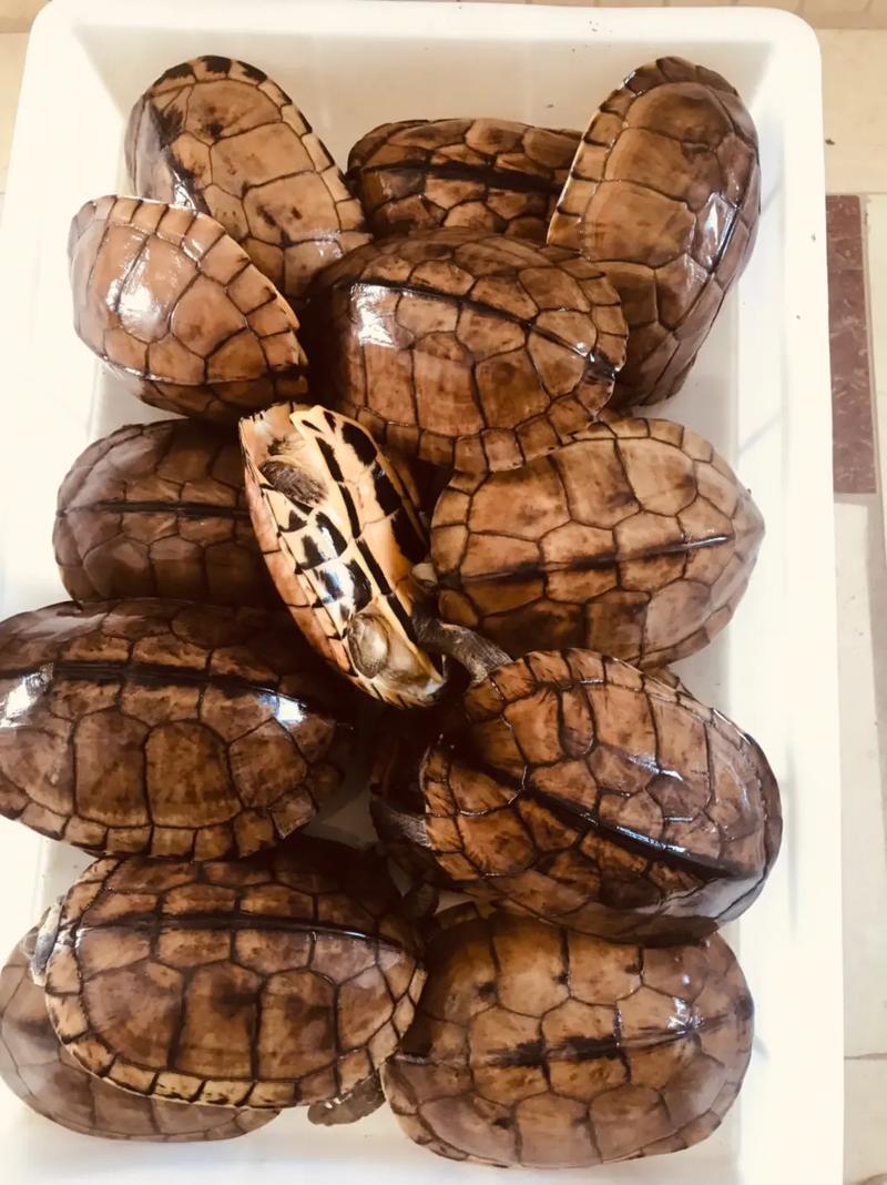 南石龟一般人养不了_南石龟养护难,家庭不宜养 南石龟一般人养不了_南石龟养护难,家庭不宜养