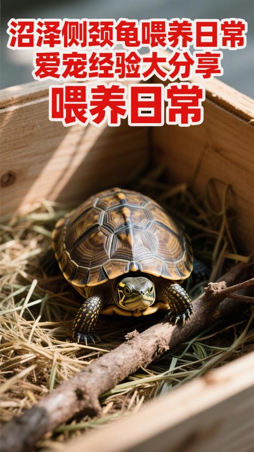 沼泽侧颈龟温度_25-30℃恒温,水质光照要到位 沼泽侧颈龟温度_25-30℃恒温,水质光照要到位