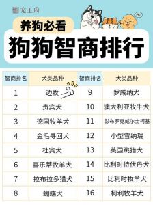 狗类智商排名_狗智商怎么测？天生聪不聪明？