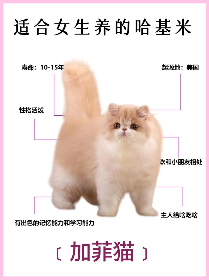 加菲猫绝育后能活多久_加菲猫绝育更长寿,性格温顺,注意饮食运动 加菲猫绝育后能活多久_加菲猫绝育更长寿,性格温顺,注意饮食运动