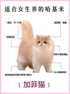 加菲猫绝育后能活多久_加菲猫绝育更长寿，性格温顺，注意饮食运动