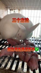 不让母兔怀孕会怎么样_健康行为好