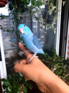 养蓝太平洋鹦鹉违法吗_蓝太平洋鹦鹉是保护动物，不能买卖，违法必究