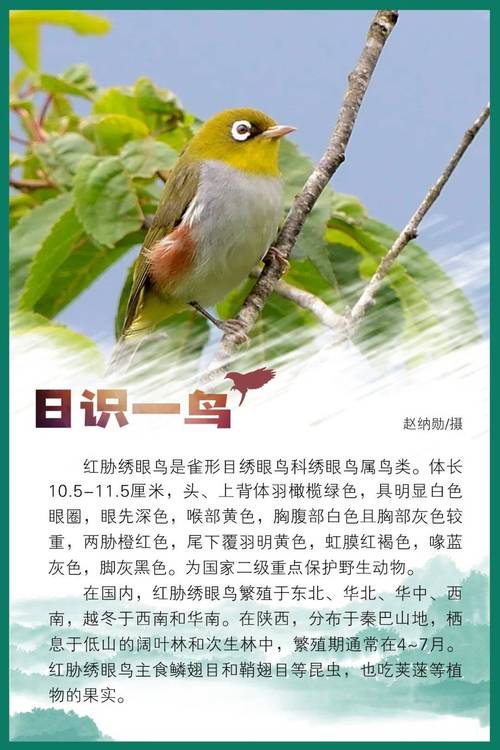 绣眼鸟认主人吗_活泼亲人,家庭好宠物 绣眼鸟认主人吗_活泼亲人,家庭好宠物