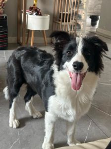 保定市边境牧羊犬禁养_保定禁养73犬，边境牧羊犬可养，养犬要登记