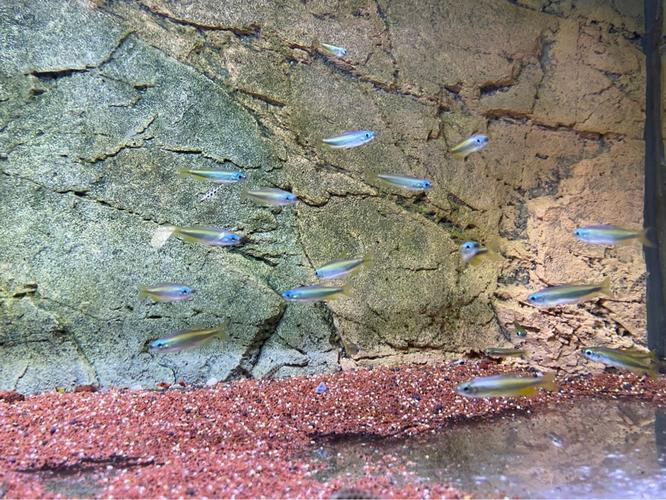 棋盘短鲷会咬鱼吗_温和短鲷好养吗? 棋盘短鲷会咬鱼吗_温和短鲷好养吗?