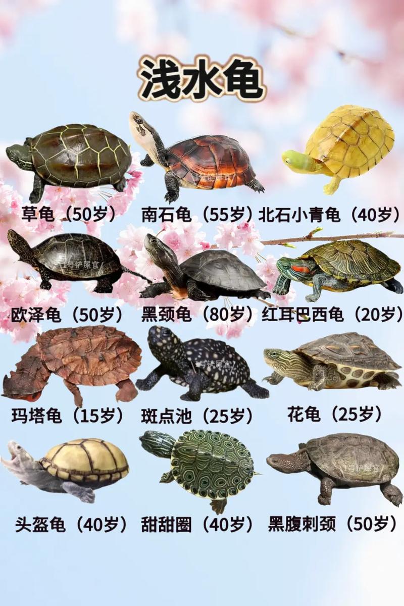 你养龟三年龟养你十年_选对种类,长期陪伴带来福运 你养龟三年龟养你十年_选对种类,长期陪伴带来福运