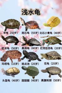 你养龟三年龟养你十年_选对种类，长期陪伴带来福运