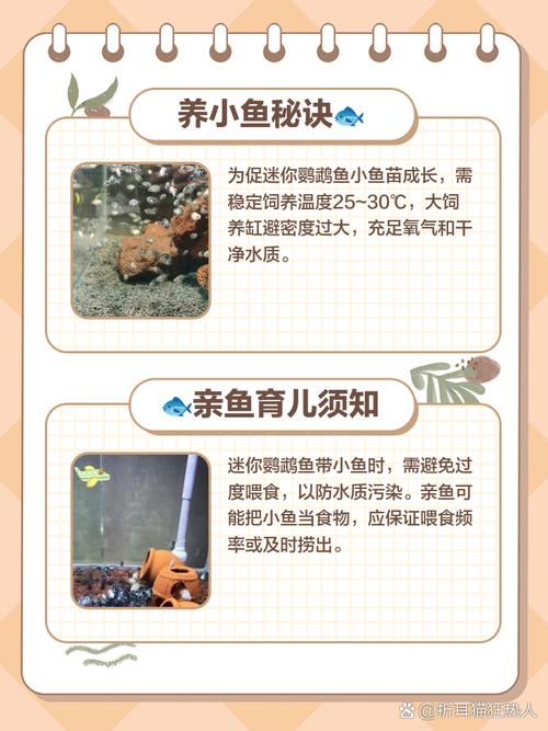 养迷你鹦鹉鱼注意事项_迷你鹦鹉鱼怎么养?6只起养,控温喂食是关键 养迷你鹦鹉鱼注意事项_迷你鹦鹉鱼怎么养?6只起养,控温喂食是关键