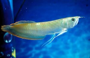 刚入缸的银龙鱼不开口_新银龙鱼不开口怎么办？试试这些方法！