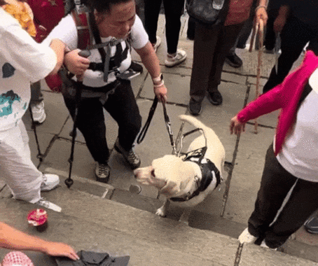 盲人会拿导盲犬出气吗_导盲犬爬山引争议,别让爱犬成流量工具 盲人会拿导盲犬出气吗_导盲犬爬山引争议,别让爱犬成流量工具
