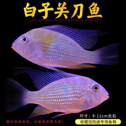 红珍珠关刀属于南美短鲷吗_观赏鱼,体长约30cm,金黄配红点,有攻击性,喜掘穴,繁殖难度高 红珍珠关刀属于南美短鲷吗_观赏鱼,体长约30cm,金黄配红点,有攻击性,喜掘穴,繁殖难度高