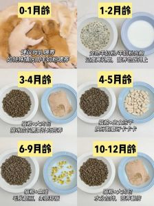 猫从几个月养最亲人_培育亲人小猫的关键