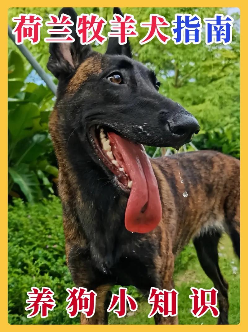 荷兰牧羊犬成都禁养吗_成都新增14种禁养犬，烈犬大型犬在列，违规将罚款或收容