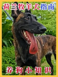 荷兰牧羊犬成都禁养吗_成都新增14种禁养犬，烈犬大型犬在列，违规将罚款或收容